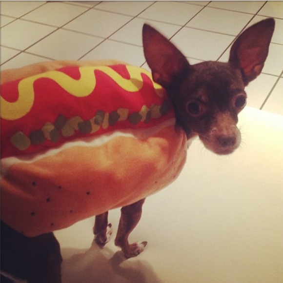 DOG COSTUME BUNDLE!!! Doggie Halloween!!! 🎃🦈 🌭 - Picture 4 of 12